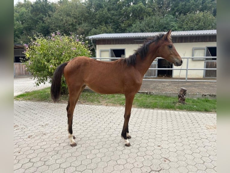 Hannoveraner Stute Fohlen (04/2026) Brauner in Troisdorf