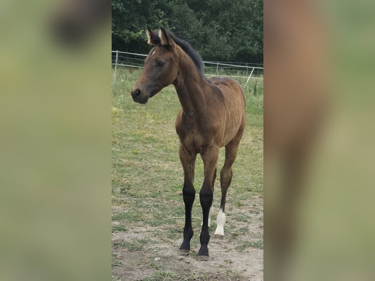 Hannoveraner Stute Fohlen (05/2026) Brauner in Straelen