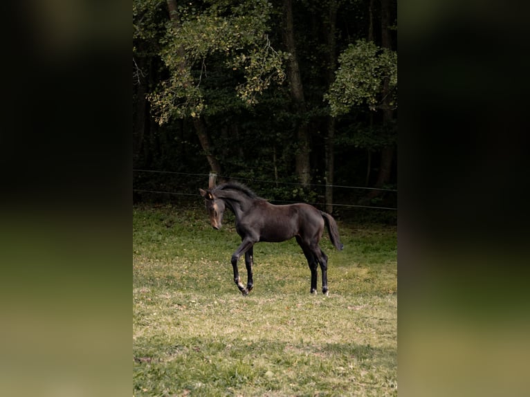 Hannoveraner Stute Fohlen (04/2025) Dunkelbrauner in Schmitten