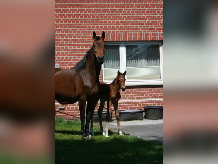 Hannoveraner Stute  Dunkelbrauner in Rietberg