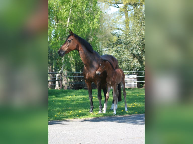 Hannoveraner Stute  Dunkelbrauner in Rietberg