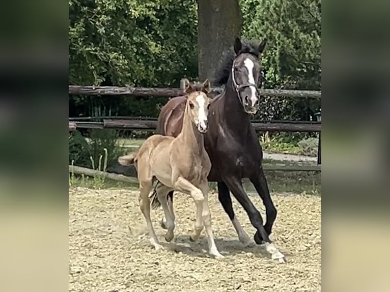 Hannoveraner Stute Fohlen (06/2025) Dunkelfuchs in Kevelaer