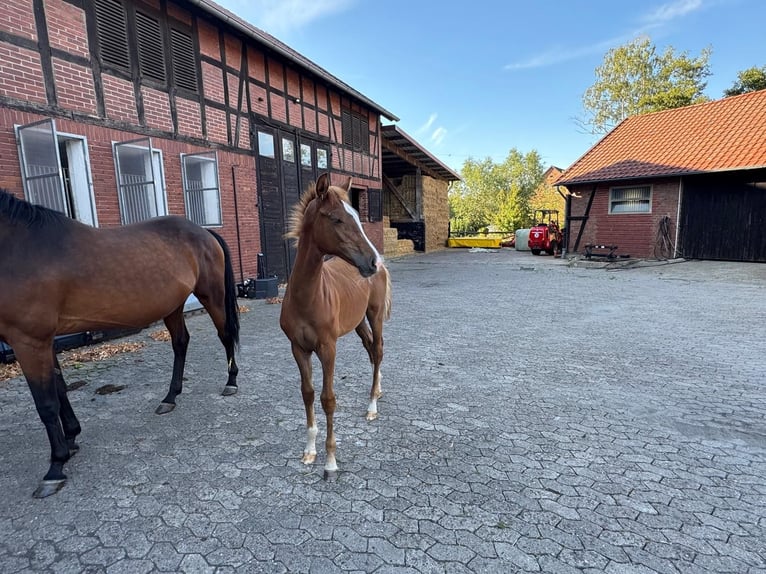 Hannoveraner Stute Fohlen (04/2025) Fuchs in Petershagen