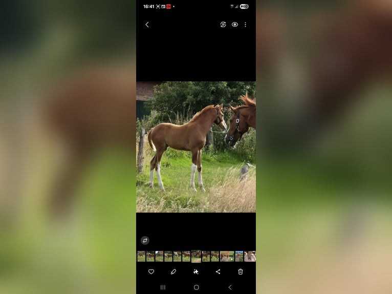 Hannoveraner Stute  Fuchs in Quendorf