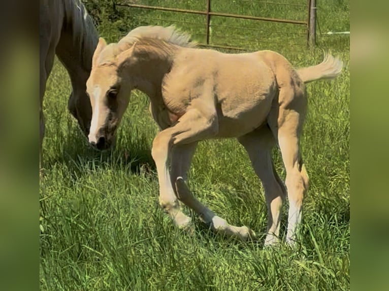 Hannoveraner Stute Fohlen (03/2025) Palomino in Raddestorf