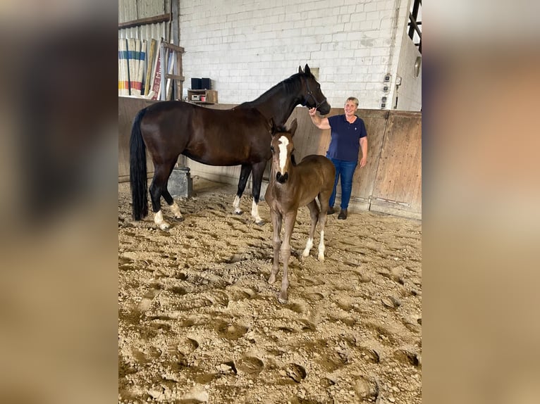Hannoveraner Stute Fohlen (06/2025) Rappe in Barum