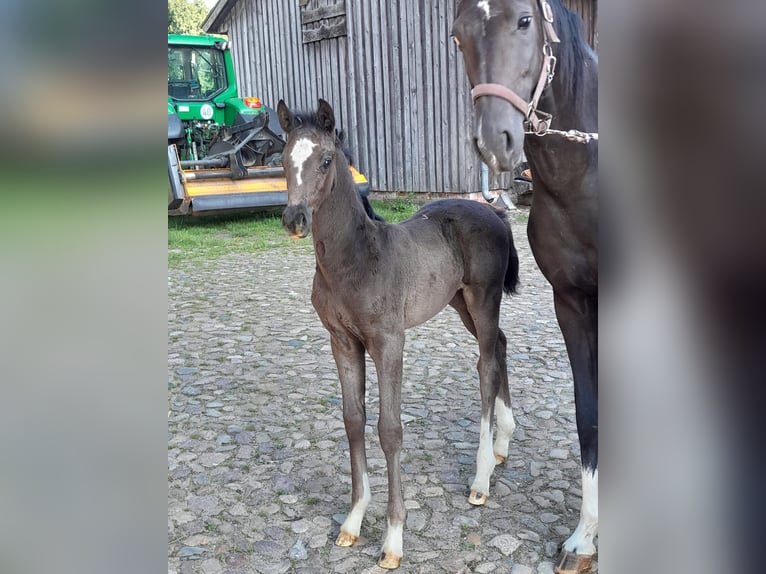 Hannoveraner Stute Fohlen (06/2025) Rappe in Bergen