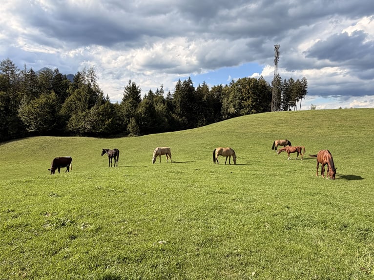 Hannoveraner Stute Fohlen (04/2026) Rappe in Großgmain