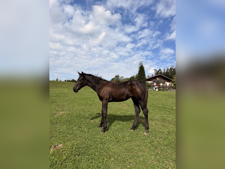 Hannoveraner Stute Fohlen (04/2026) Rappe in Großgmain