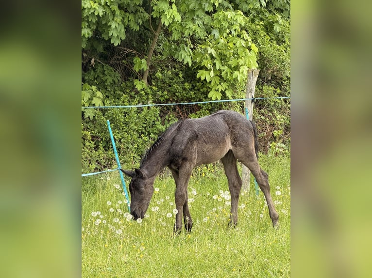 Hannoveraner Stute Fohlen (04/2026) Rappe in Großgmain