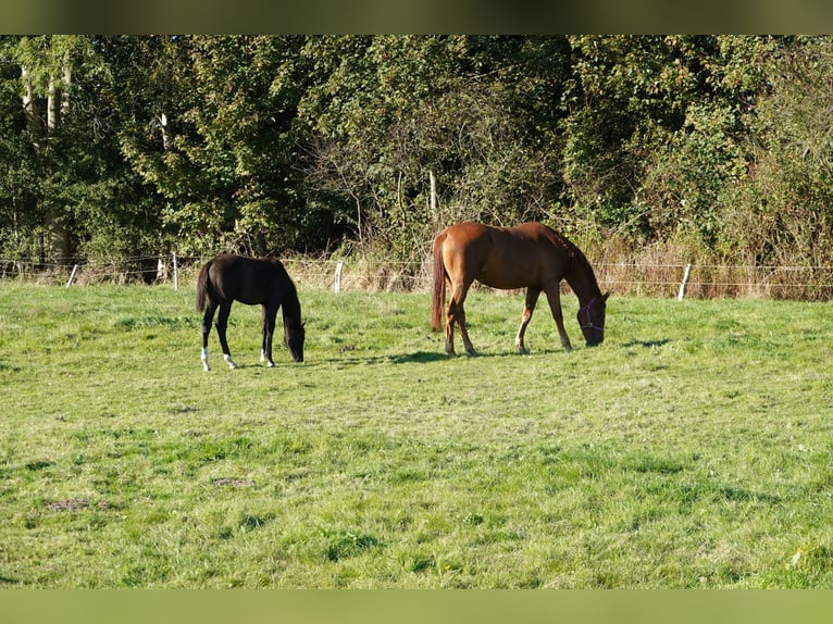 Hannoveraner Stute Fohlen (05/2024) Rappe in Großheide / Westerende