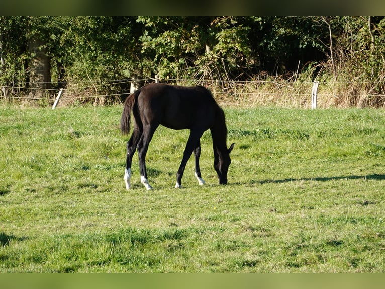 Hannoveraner Stute Fohlen (05/2024) Rappe in Großheide / Westerende