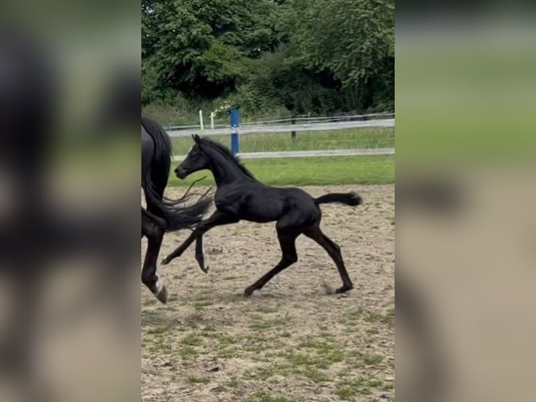 Hannoveraner Stute Fohlen (05/2026) Rappe in Löhne