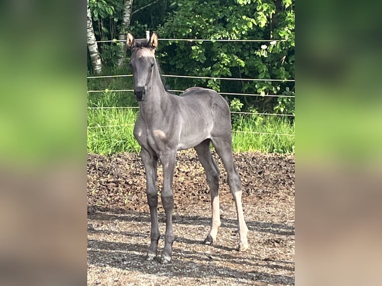 Hannoveraner Stute Fohlen (05/2025) Rappe in Spiegelau