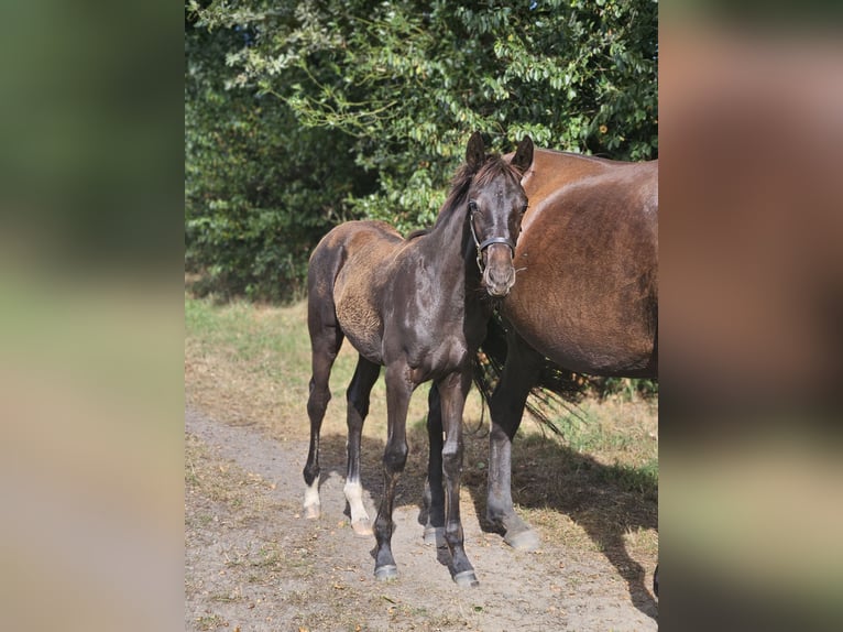 Hannoveraner Stute Fohlen (05/2025) Rappe in Barnstorf