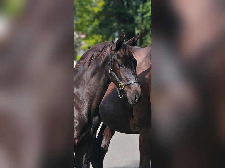 Hannoveraner Stute Fohlen (05/2025) Rappe in Barnstorf