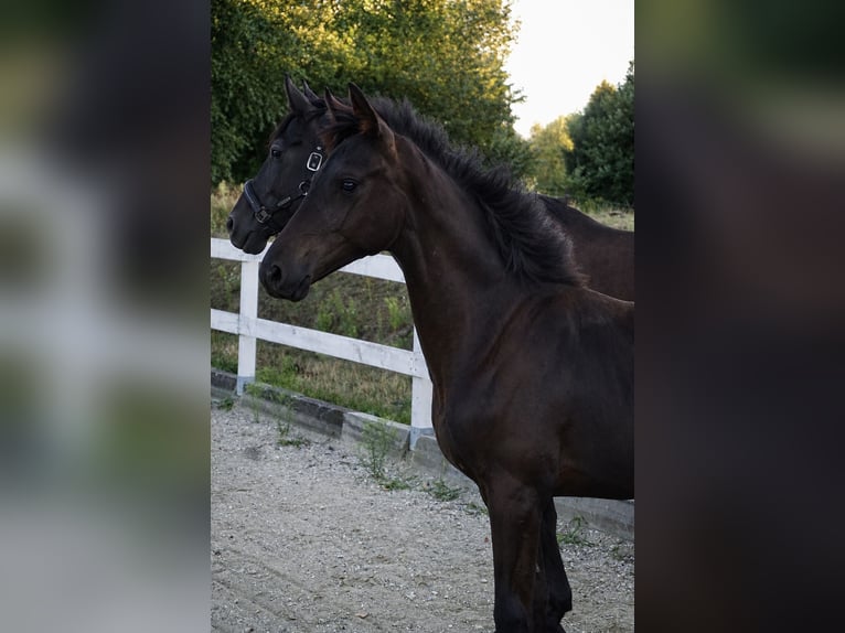 Hannoveraner Stute Fohlen (02/2026) Rappe in Jaroszów