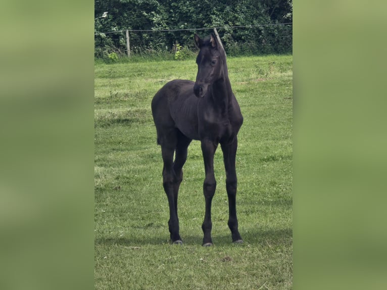 Hannoveraner Stute Fohlen (04/2026) Rappe in Velpke