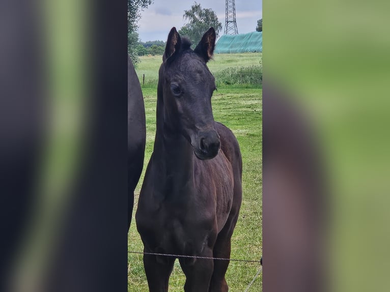 Hannoveraner Stute Fohlen (04/2026) Rappe in Velpke