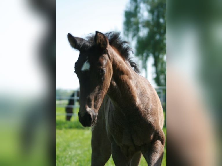 Hannoveraner Stute Fohlen (04/2025) Rappe in Rietberg