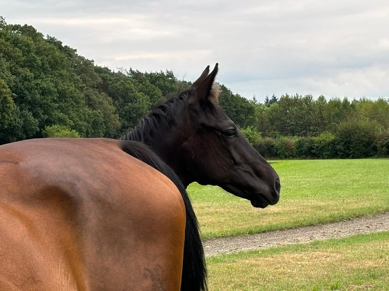 Hannoveraner Stute Fohlen (04/2024) Rappe in Winsen (Aller)