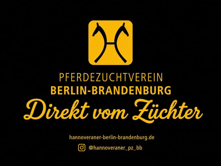 Hannoveraner Stute Fohlen (04/2026) Schimmel in Bernau bei Berlin