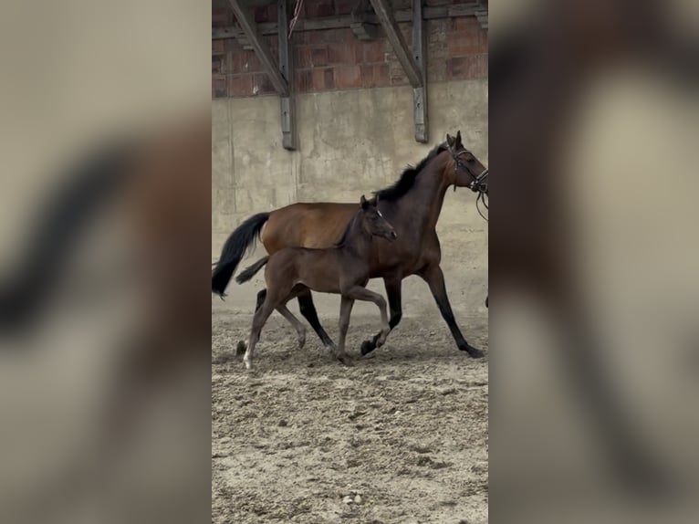 Hannoveraner Stute Fohlen (05/2026) Schwarzbrauner in Schöningen