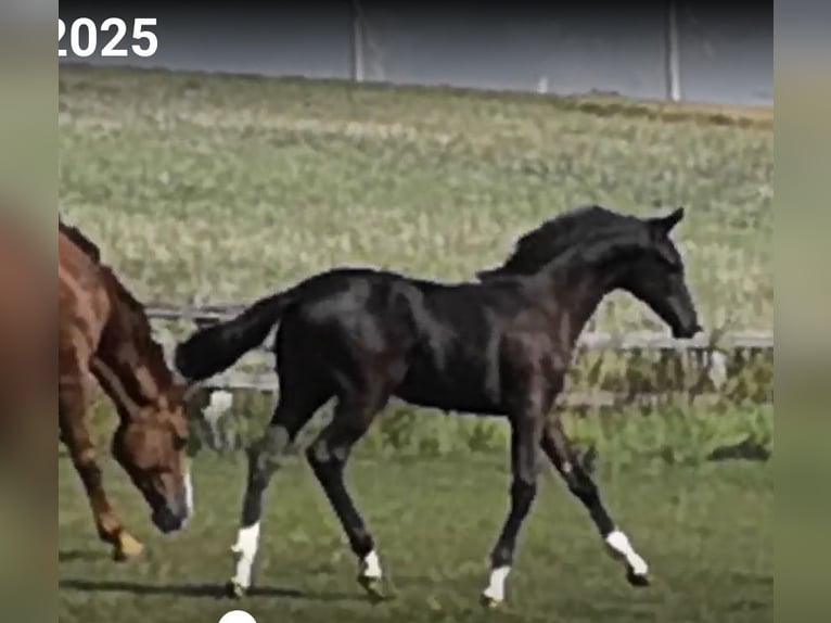 Hannoveraner Stute Fohlen (04/2025) Schwarzbrauner in Nieheim