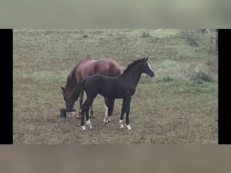 Hannoveraner Stute Fohlen (04/2025) Schwarzbrauner in Nieheim