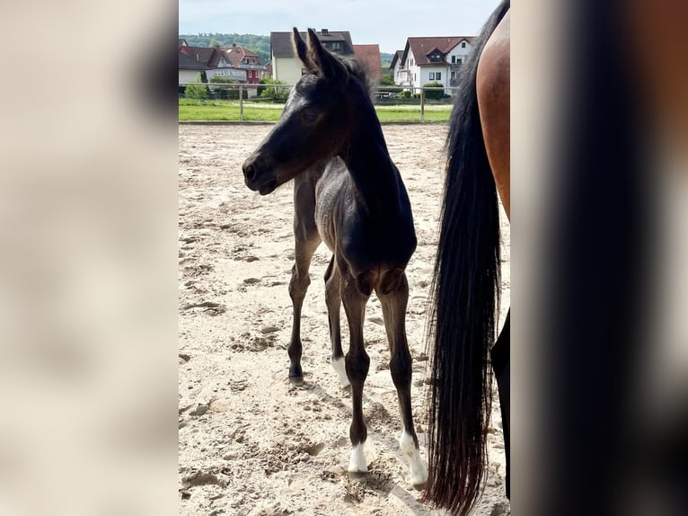 Hannoveraner Stute Fohlen (04/2026) Schwarzbrauner in Kirchheim