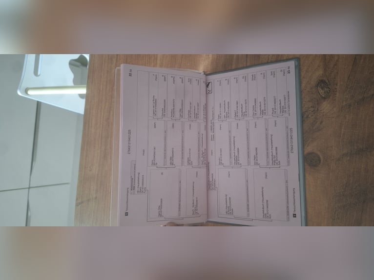 Hannoveraner Stute Fohlen (04/2025) in Dornum