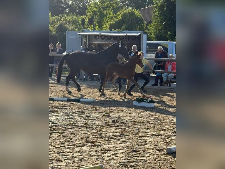 Hannoveraner Stute Fohlen (04/2025) in Dornum