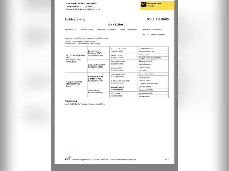 Hannoveraner Stute Fohlen (01/2025) in Langwedel