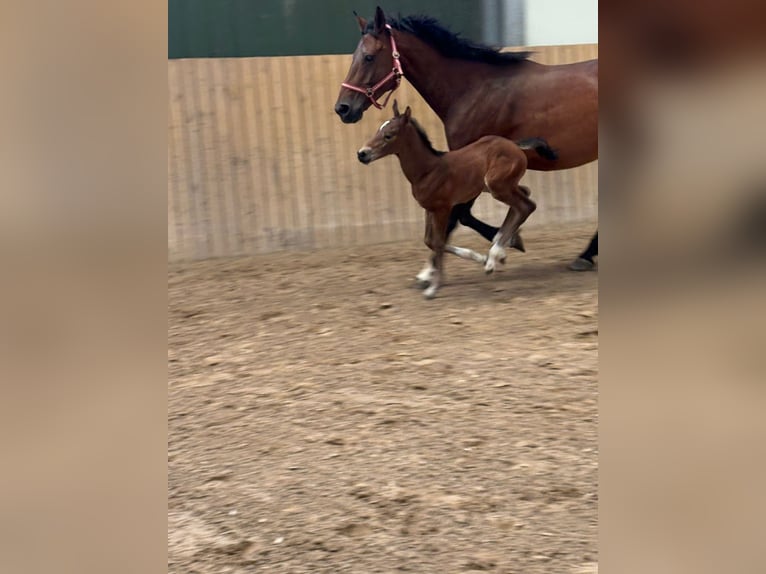 Hannoveraner Stute  in Rommerskirchen