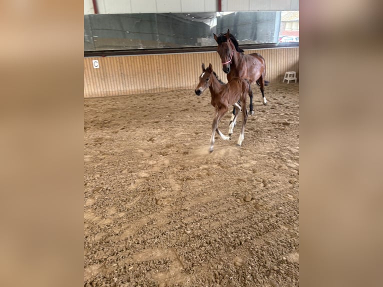 Hannoveraner Stute  in Rommerskirchen