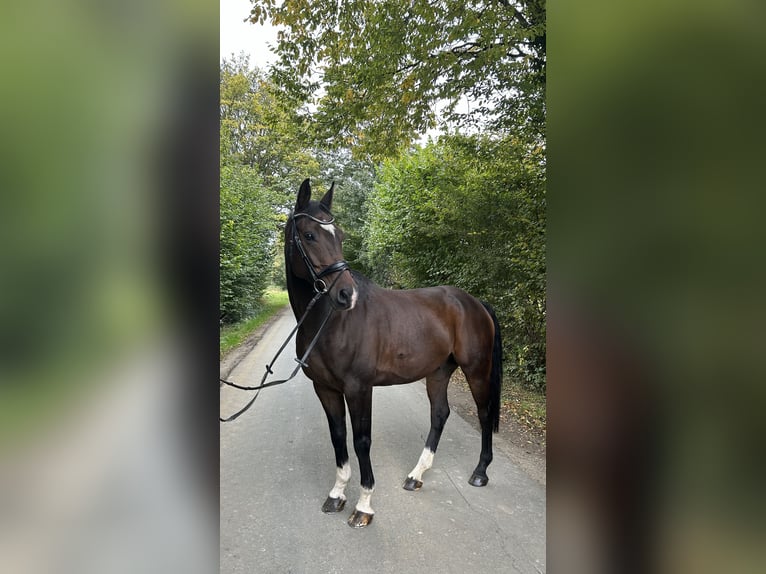 Hannoveraner Wallach 10 Jahre 160 cm Dunkelbrauner in Ennigerloh