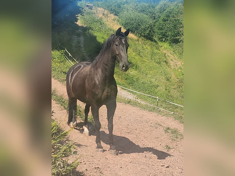 Hannoveraner Wallach 10 Jahre 160 cm Rappe in Schw&#xE4;bisch Hall