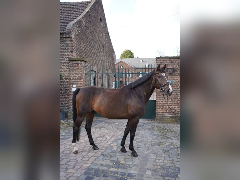 Hannoveraner Wallach 10 Jahre 163 cm Schwarzbrauner in Köln
