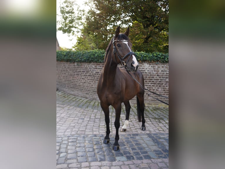 Hannoveraner Wallach 10 Jahre 163 cm Schwarzbrauner in Köln