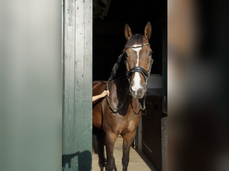 Hannoveraner Wallach 10 Jahre 163 cm Schwarzbrauner in Köln