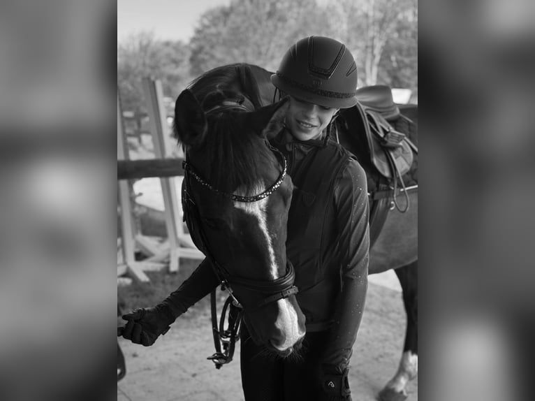 Hannoveraner Wallach 10 Jahre 163 cm Schwarzbrauner in Köln