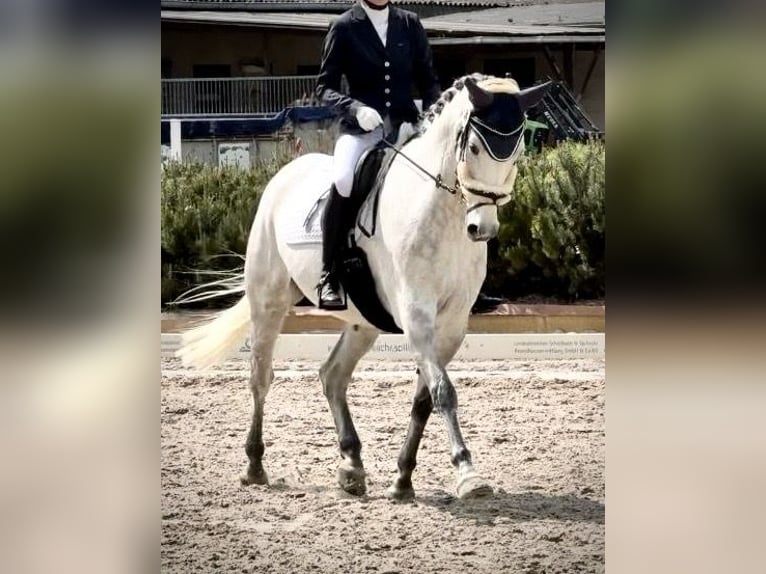 Hannoveraner Wallach 10 Jahre 165 cm Apfelschimmel in Dallgow-D&#xF6;beritzDallgow-D&#xF6;beritz
