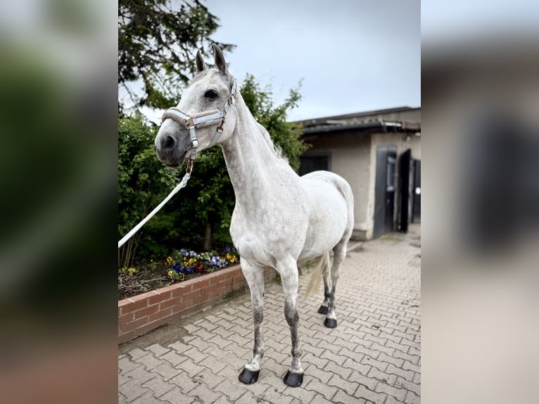 Hannoveraner Wallach 10 Jahre 165 cm Apfelschimmel in Dallgow-D&#xF6;beritzDallgow-D&#xF6;beritz