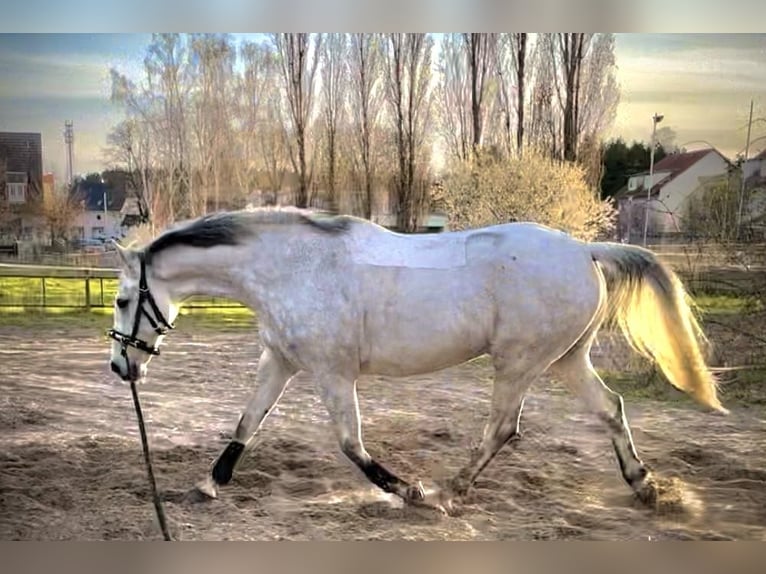 Hannoveraner Wallach 10 Jahre 165 cm Apfelschimmel in Dallgow-D&#xF6;beritzDallgow-D&#xF6;beritz