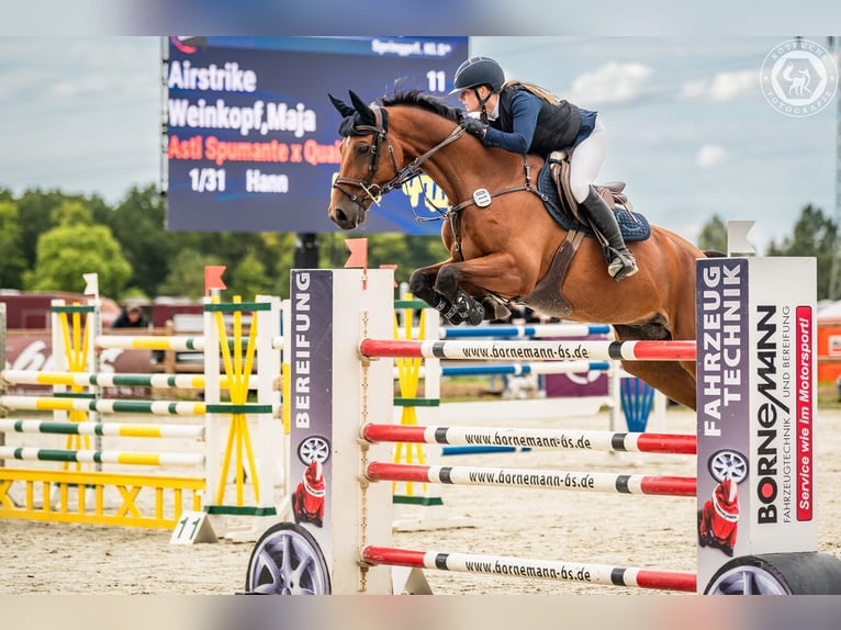 Hannoveraner Wallach 10 Jahre 165 cm Brauner in K&#xF6;nigslutter am Elm