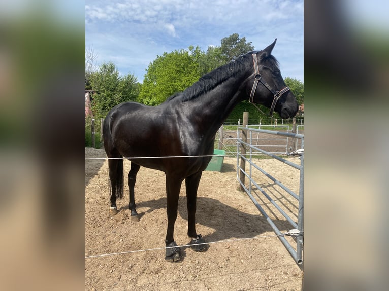 Hannoveraner Wallach 10 Jahre 165 cm Rappe in Steyerberg