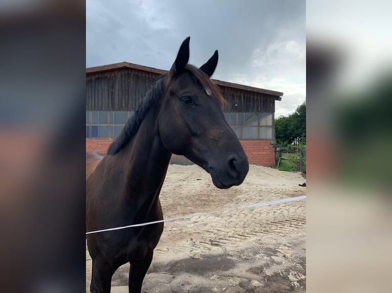 Hannoveraner Wallach 10 Jahre 165 cm Rappe in Steyerberg