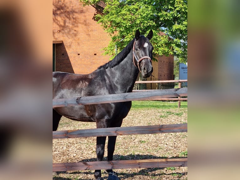 Hannoveraner Wallach 10 Jahre 165 cm Rappe in Steyerberg