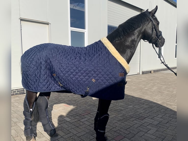 Hannoveraner Wallach 10 Jahre 165 cm Rappe in Steyerberg