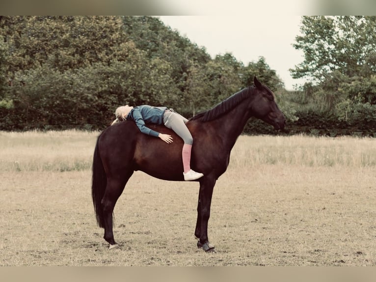 Hannoveraner Wallach 10 Jahre 165 cm Rappe in Steyerberg